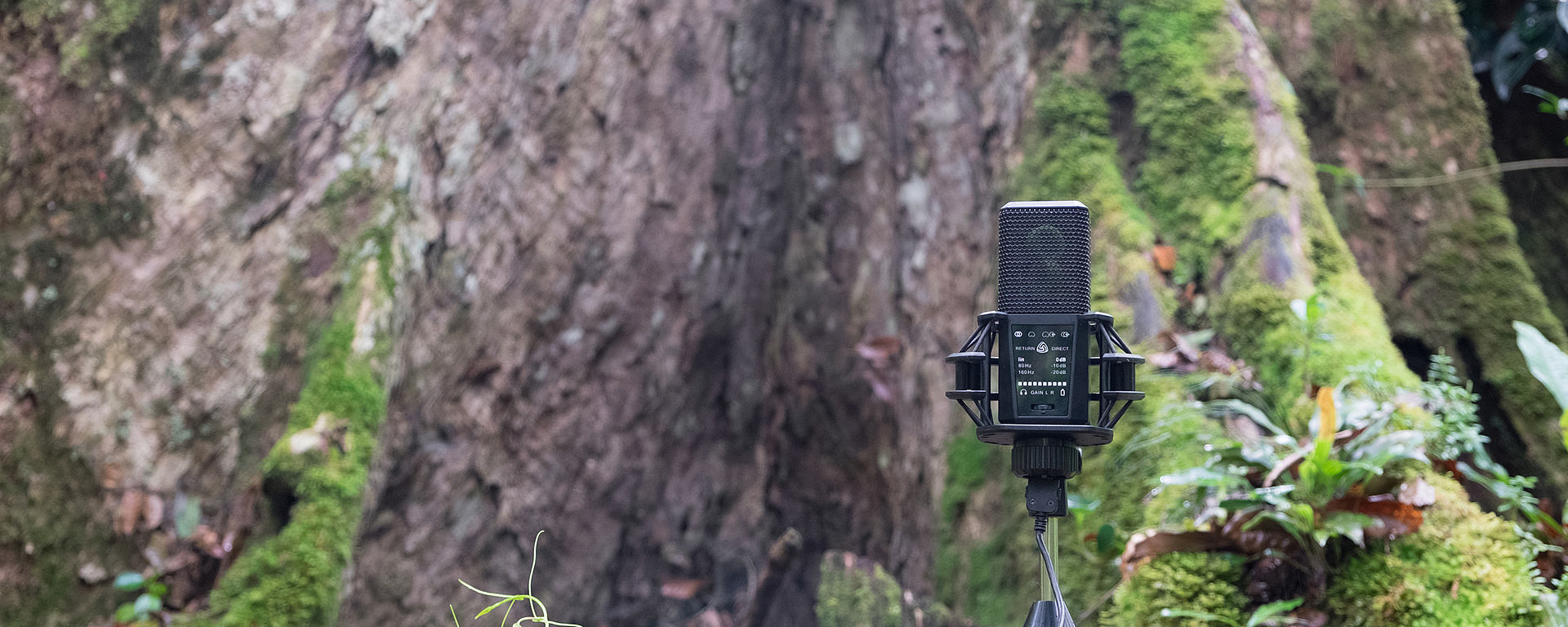 DGT 650 in the rain forest